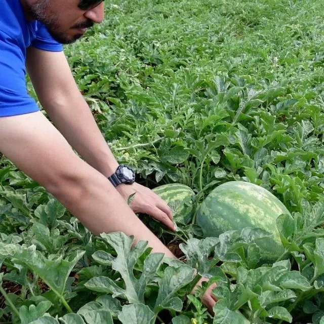 thumbnail for publication: Florida Crop/Pest Management Profile: Watermelon